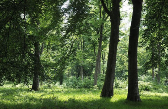 Forêt de Crécy